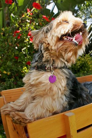 dog in wagonの写真素材