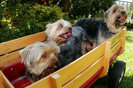 three dogs in wagonの写真素材