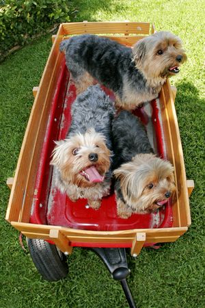 three dogs in wagonの写真素材