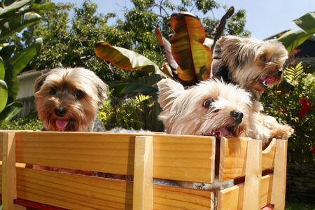 three dogs in wagonの写真素材