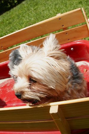 dog in wagonの写真素材