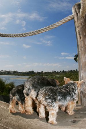 three docks on dock facing awayの写真素材
