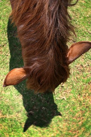 top of horse's headの写真素材