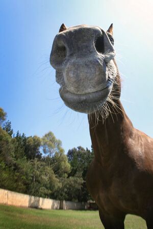 horse's noseの写真素材