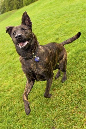 dog runningの写真素材