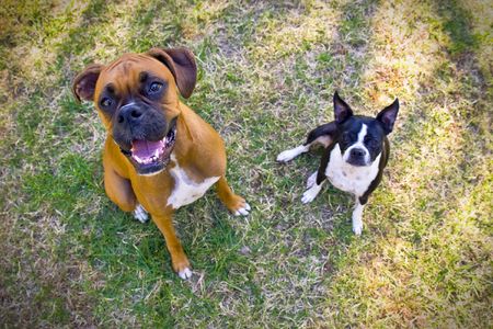 Boston Terrier and Boxer in grass