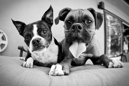 Boston Terrier and Boxer laying on lawn furniture