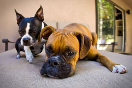 Boston Terrier and Boxer laying on lawn furnitureの写真素材