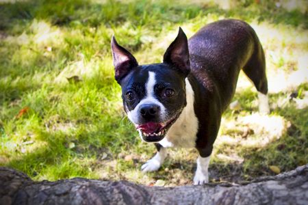 Boston Terrierの写真素材