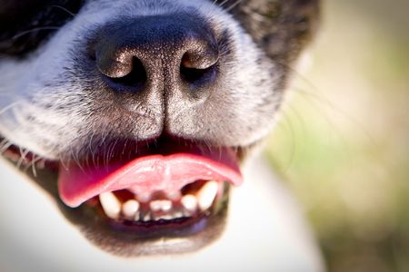 Boston Terrier's mouth and nose