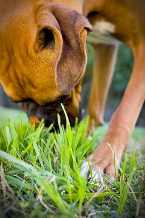 Boxer sniffing grassの写真素材