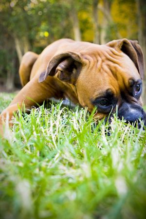Boxer in grassの写真素材