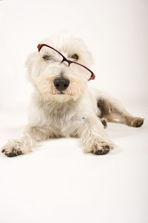 white dog wearing reading glassesの写真素材