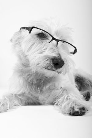 white dog wearing reading glassesの写真素材