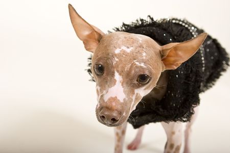 hairless dog wearing a black jacketの写真素材