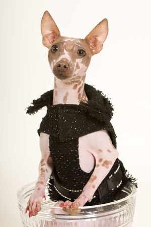 hairless dog with black outfit sitting in a vaseの写真素材