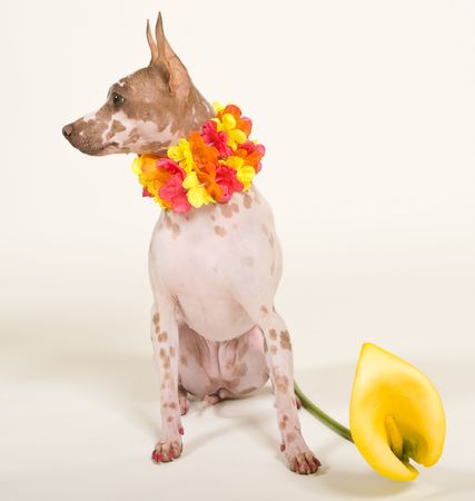 hairless dog wearing leiの写真素材