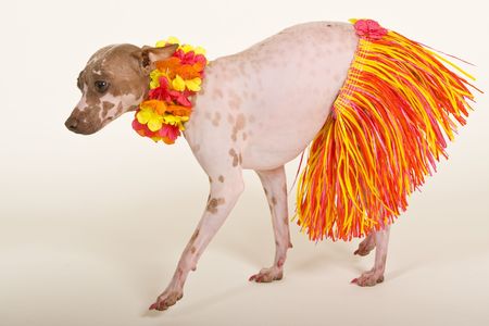 hairless dog in hula outfitの写真素材