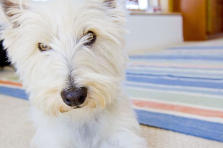 tired dog laying on carpetの写真素材