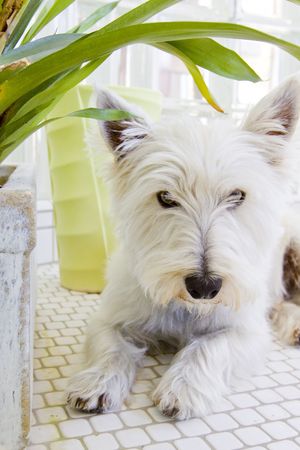 dog laying in shower next to plantの写真素材