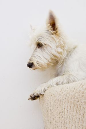 dog laying on staircaseの写真素材