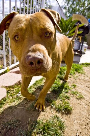 Tan Pit Bull walking along fenceの写真素材