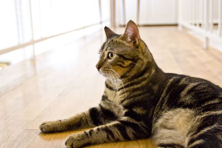 cat laying on wood floorの写真素材
