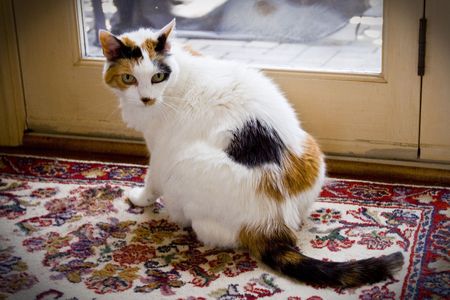 white cat sitting on rug near doorの写真素材