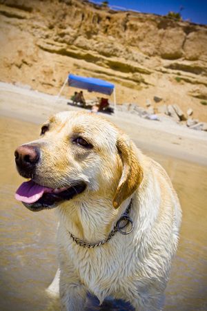 golden Labrador at the beachの写真素材