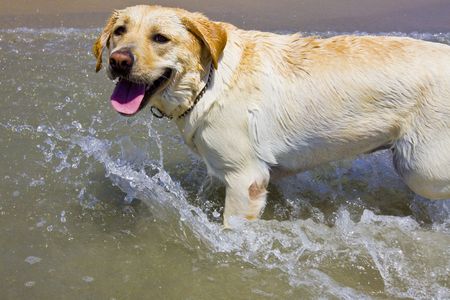 golden Labrador at the beach playing in the waterの写真素材