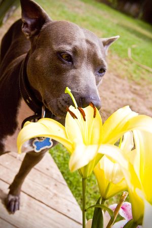 dog smelling yellow Lillyの写真素材