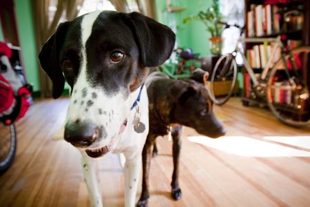 Dalmatian mix and Australian Shepherd mix standing in a house