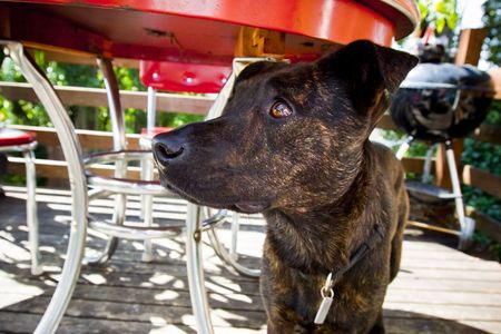 Australian Shepherd mix under table outside