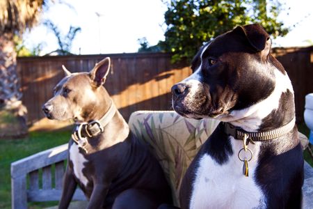 Two Pit Bulls siting on bench