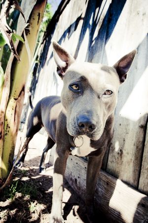 Pit Bull standing near fence and treeの写真素材