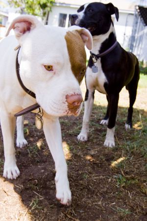White Pit Bull walking