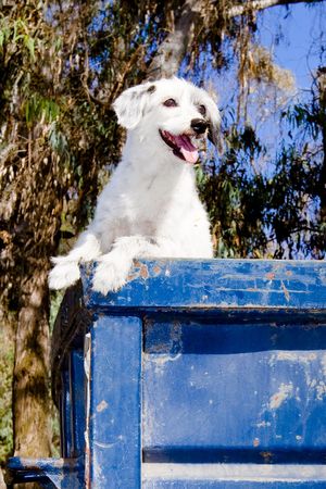 white dog in blue trashcanの写真素材