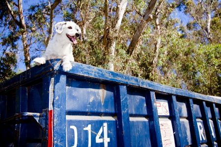 white dog in blue trashcanの写真素材