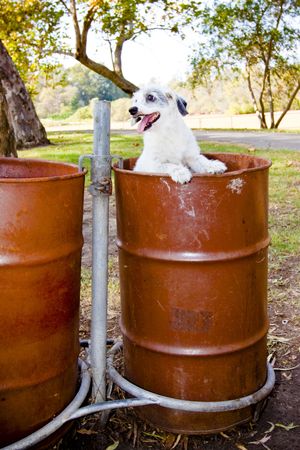 white dog in trashcanの写真素材