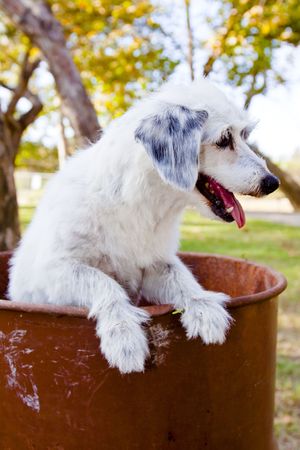 white dog in trashcan