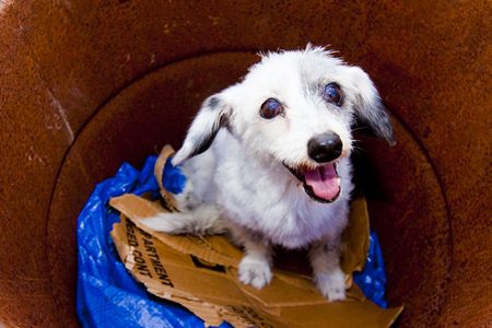 white dog in trashcanの写真素材