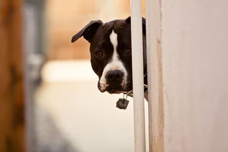 Black and white Pit Bull looking around corner of wall.の写真素材