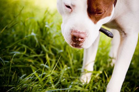 White Pit Bull with brown eye patch eating grassの写真素材