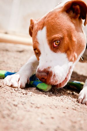 Brown and white Pit Bull chewing on toyの写真素材