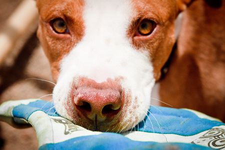 Brown and white Pit Bull face up closeの写真素材