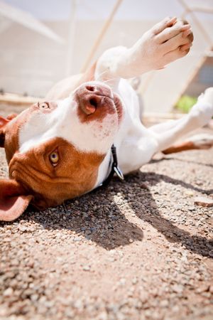 Brown and white Pit Bull rolling overの写真素材