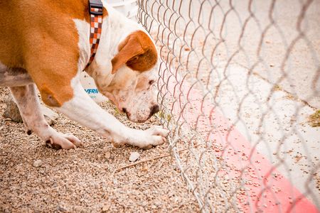 Big tan and white dog touching fenceの写真素材