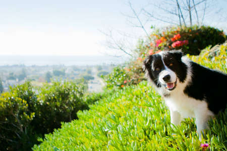 Border Collie smiling with view behindの写真素材