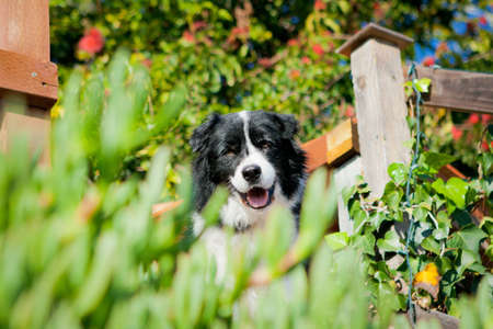 Border Collie smiling behind bushesの写真素材