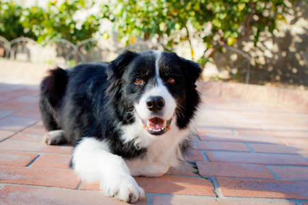 Border Collie laying down smiling